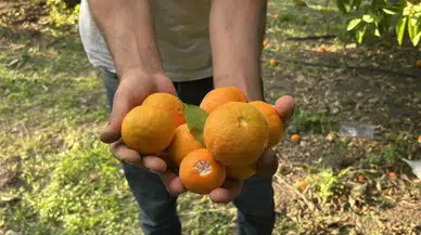 Hatay’da Dalından Narenciye Toplatan Festivale Yoğun İlgi!